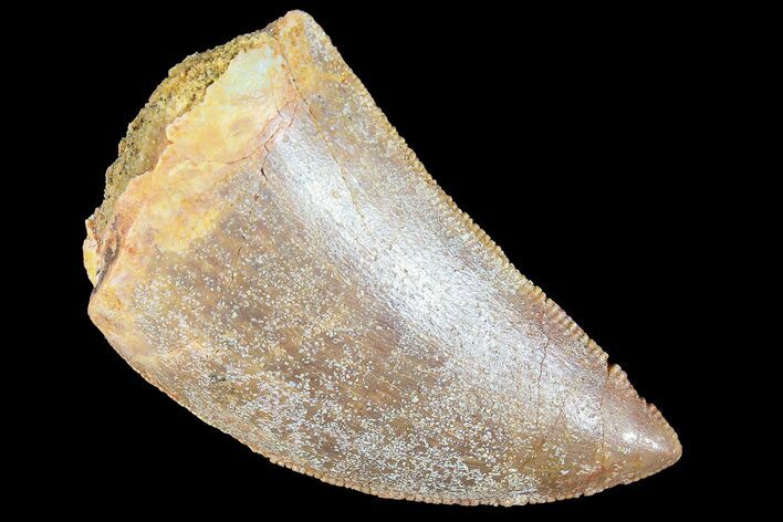 Serrated, Juvenile Carcharodontosaurus Tooth #84443